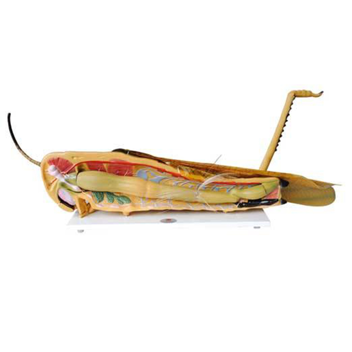 33101���x����ģ��