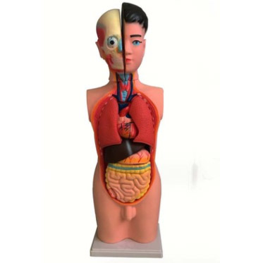 39053�������w����ģ��