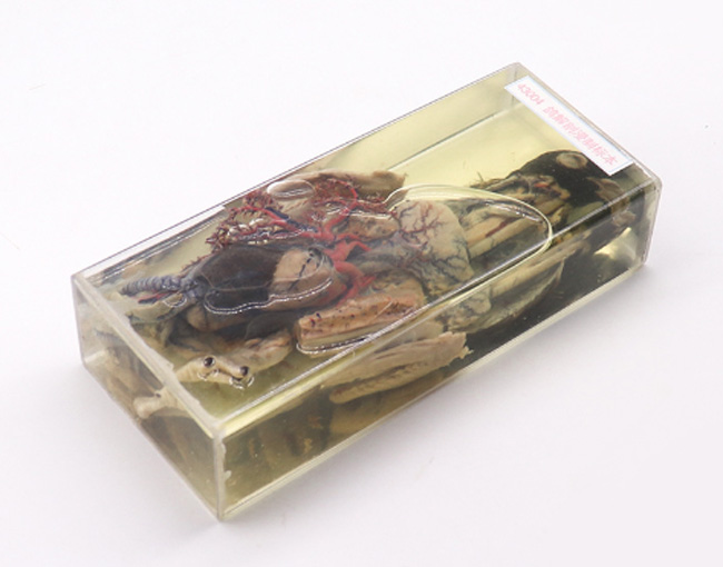 �����ʘ�(bi��o)��